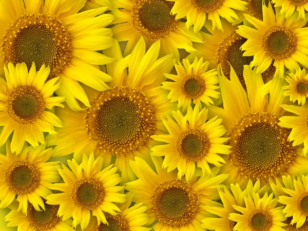 Krásné žluté květy — Stock fotografie