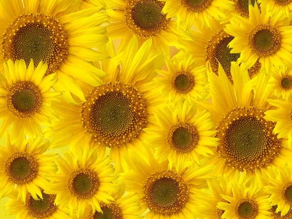 Sunflowers Background — Stock Photo, Image