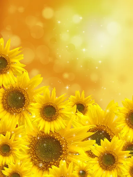 Bos van zonnebloemen — Stockfoto