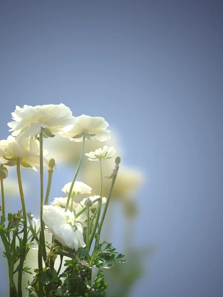 Decoração flores em fundo macio — Fotografia de Stock