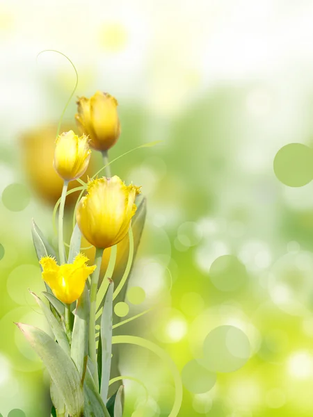 黄色玫瑰气泡背景 — 图库照片