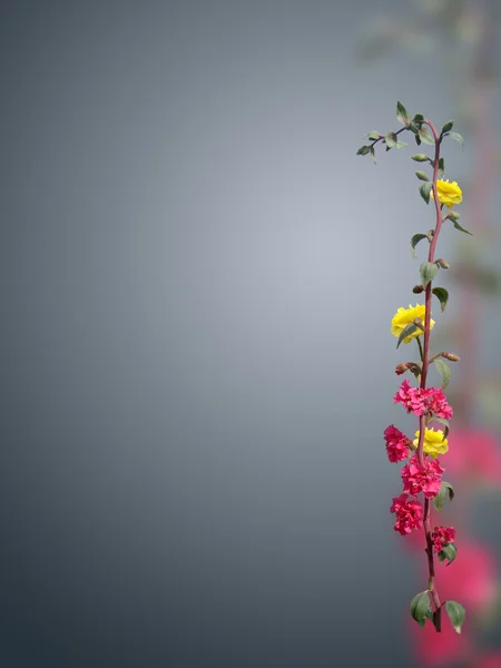 Elementos de flores macias bonitas — Fotografia de Stock