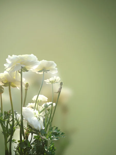 花の背景をふるいにかける — ストック写真