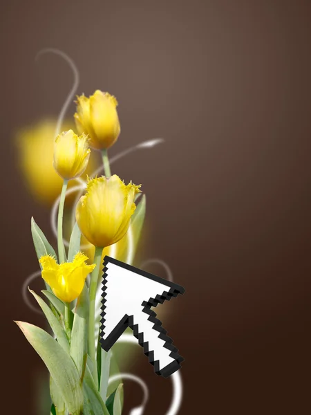 Yellow Rose With Arrow Point — Stock Photo, Image