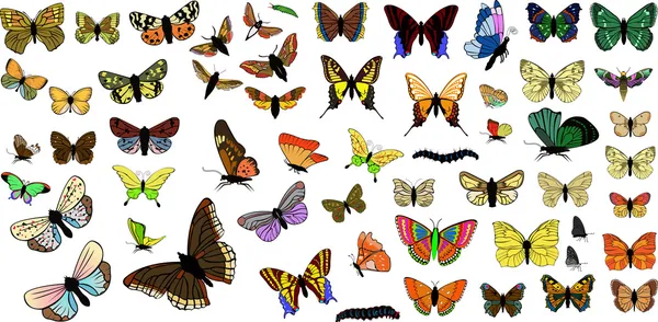 Όμορφες πολύχρωμες πεταλούδες συλλογή — Διανυσματικό Αρχείο