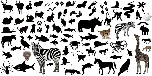 Különböző gyűjteménye különböző típusú állat sziluettek — Stock Vector
