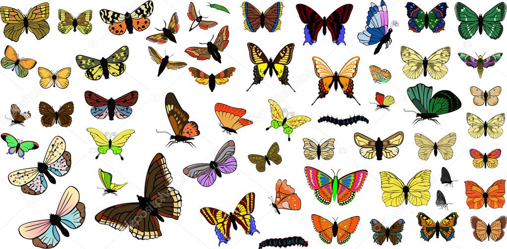Beautiful Multicolored Butterflies Collection