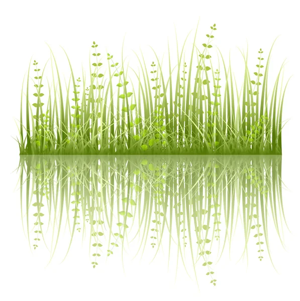 Feuilles d'herbe sur fond blanc — Image vectorielle