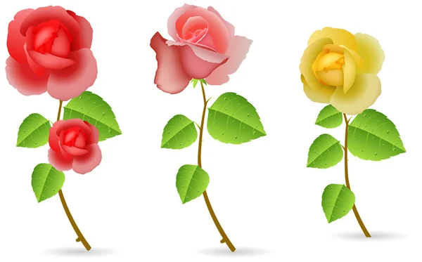 Preciosa colección de plantas de rosa — Vector de stock