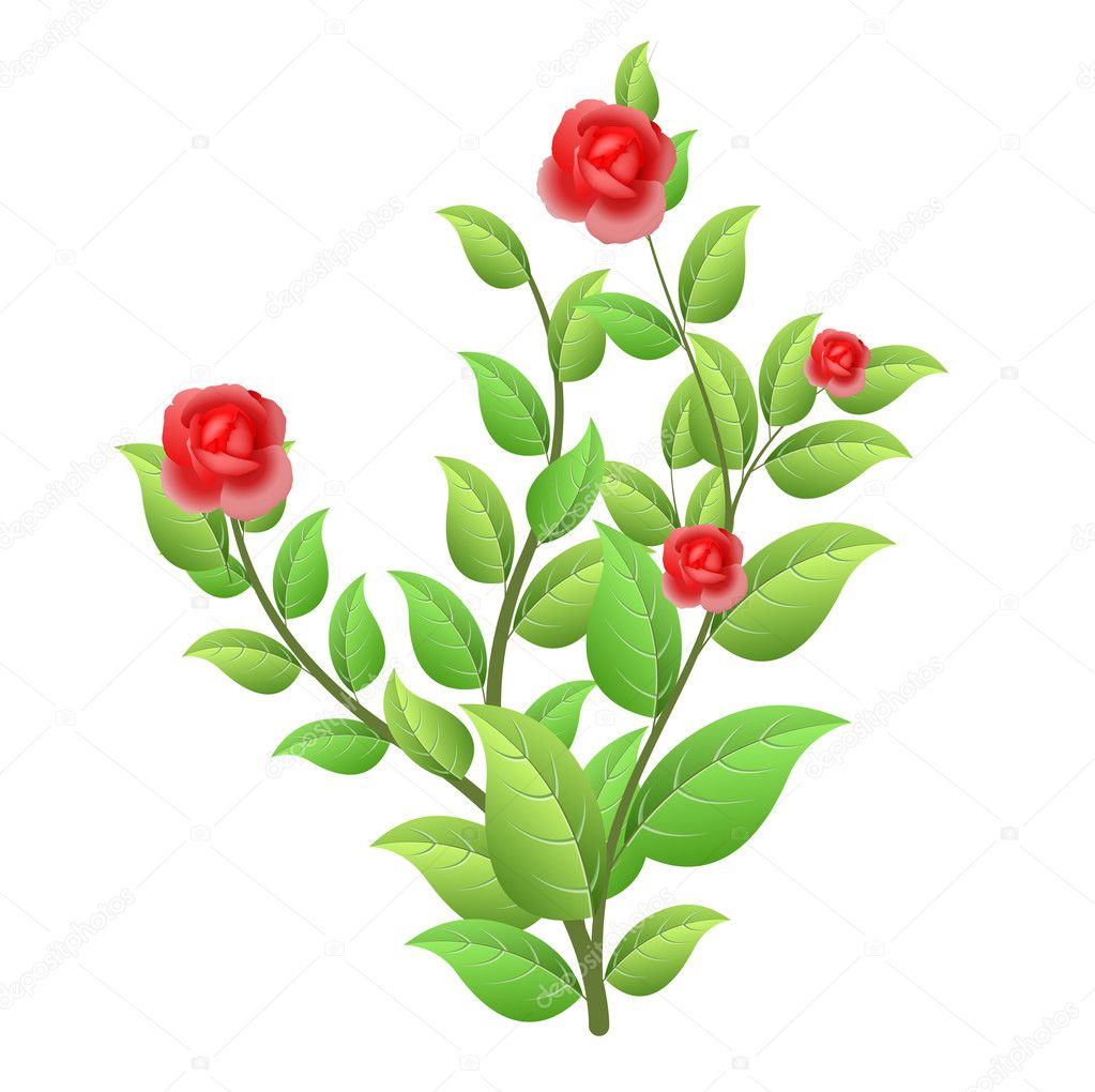 Growing Rose Plant On White Background — Stock Vector © baavli 6671657