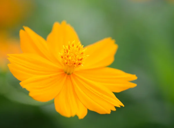 stock image Orange flower chamomile