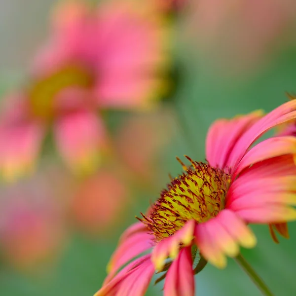 stock image Colorful flower chamomile