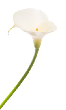 Calla lily clipart