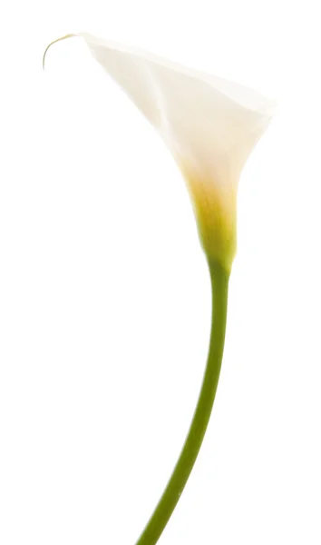 Calla lily — Stock fotografie