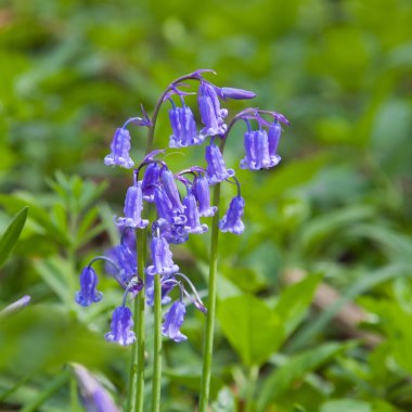 Bluebell forest, İngiltere