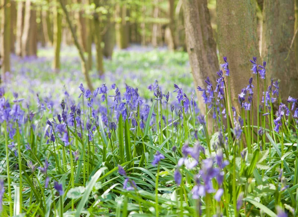 Floresta Bluebell, Reino Unido — Fotografia de Stock