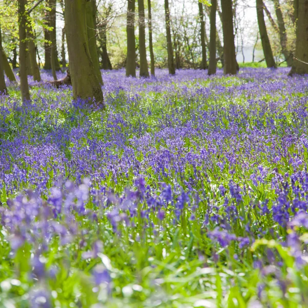 블루 벨 숲, 영국 — 스톡 사진