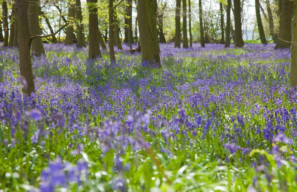 Bluebell lasu, Wielka Brytania — Zdjęcie stockowe