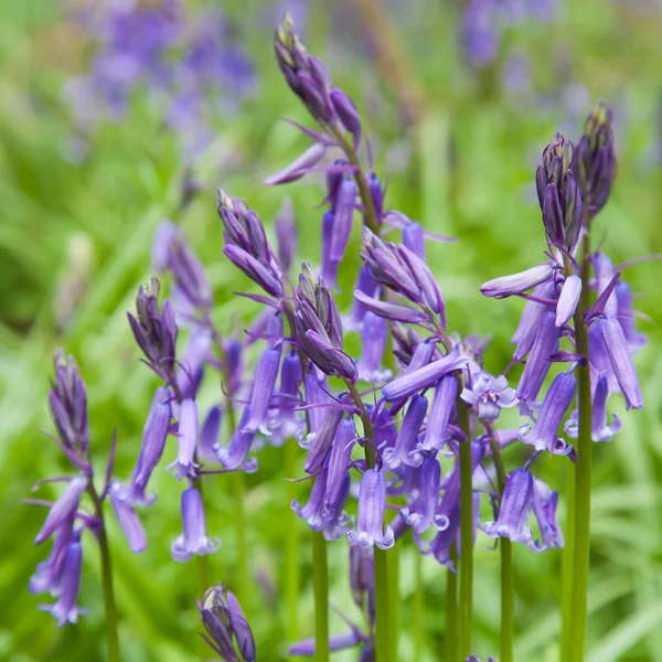 Forêt Bluebell, Royaume-Uni — Photo