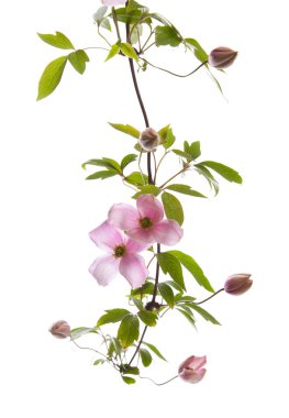 Pink clematis clipart