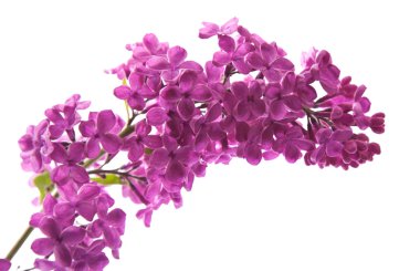 Koyu mor leylak (syringa)