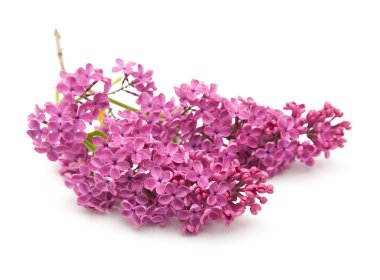 Koyu mor leylak (syringa)