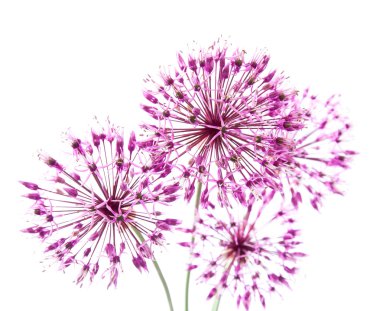 Allium