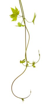 Hops isolated clipart