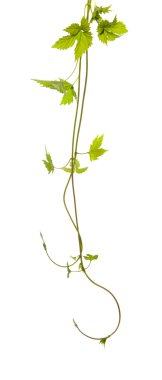 Hops isolated clipart