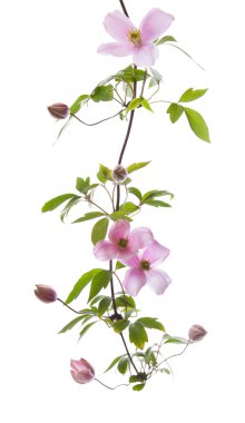 Clematis clipart