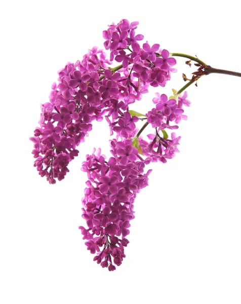 Dark purple lilac (syringa) — Stock Photo, Image