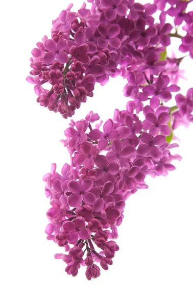 Lilás púrpura escuro (siringa ) — Fotografia de Stock