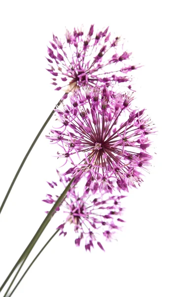 Allium. — Fotografia de Stock