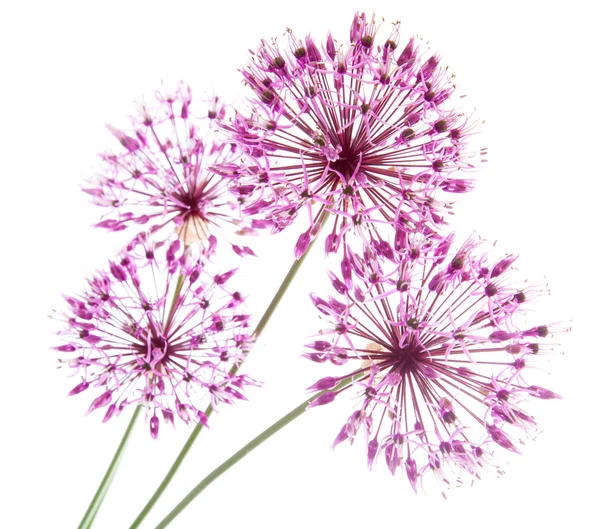 stock image Allium