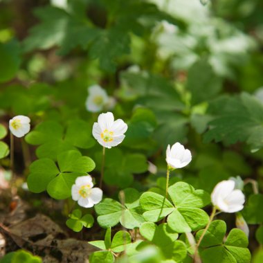 Woodsorrel