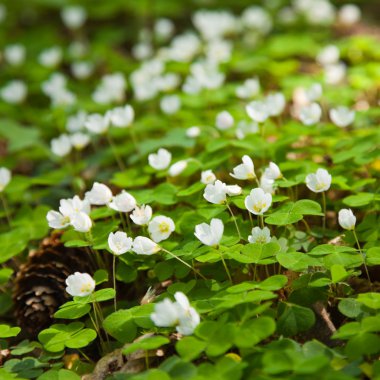 Woodsorrel