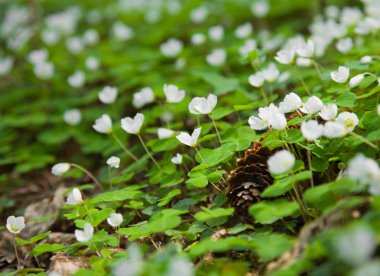 Woodsorrel