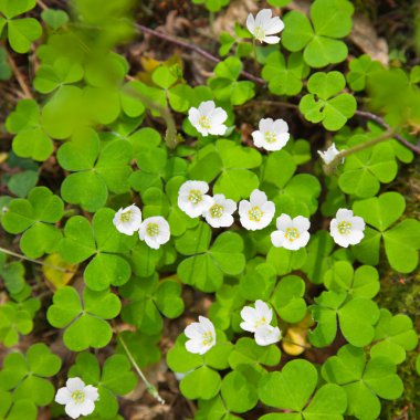 Woodsorrel