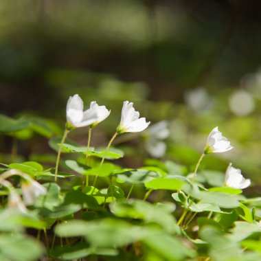 Woodsorrel