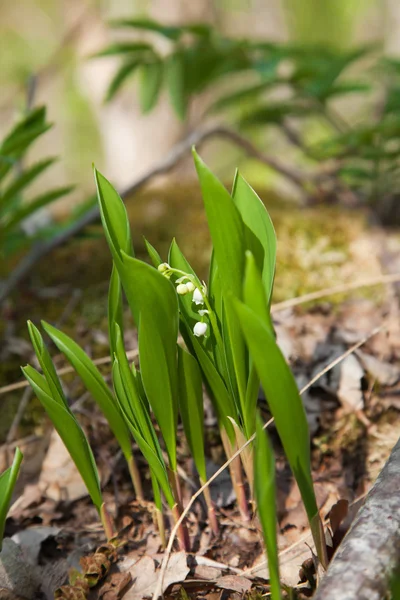 stock image Lily of the valley