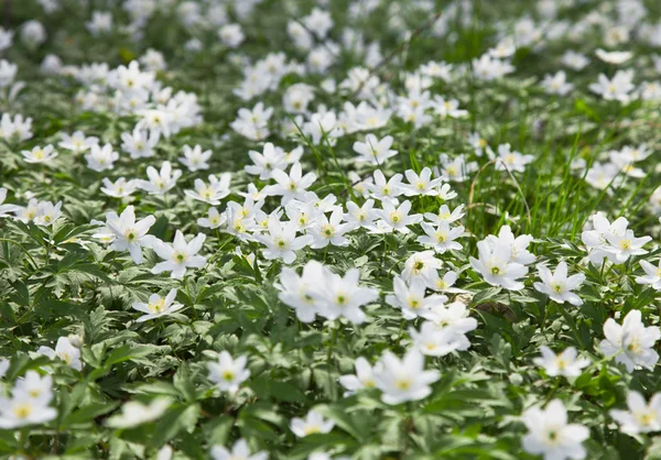 White Anemone nemorosa (wood anemone; windflower; smell fox) — Stock Photo, Image