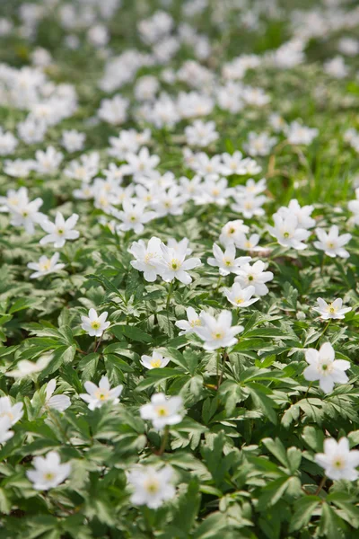 White Anemone nemorosa (wood anemone; windflower; smell fox) — Stock Photo, Image