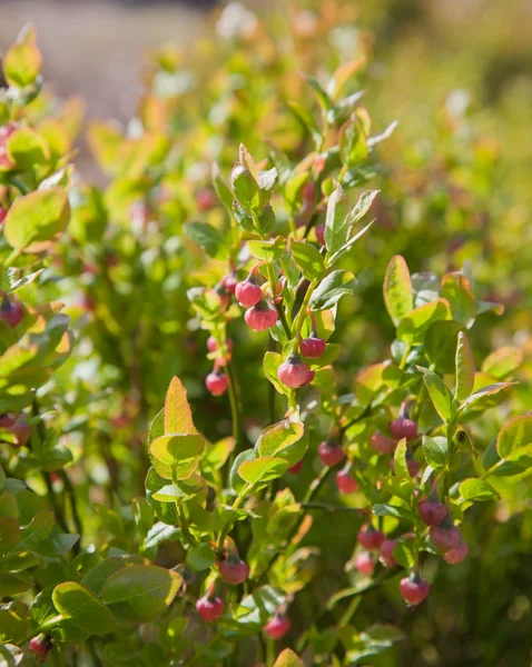 Blühende Heidelbeere — Stockfoto