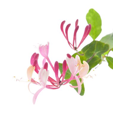 Honeysuckle clipart