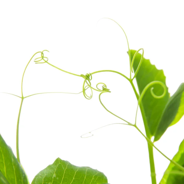 マメ科の植物 — ストック写真