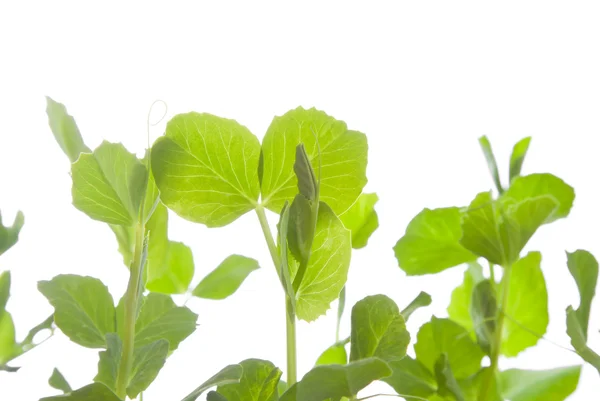 Pea plant — Stock Photo, Image