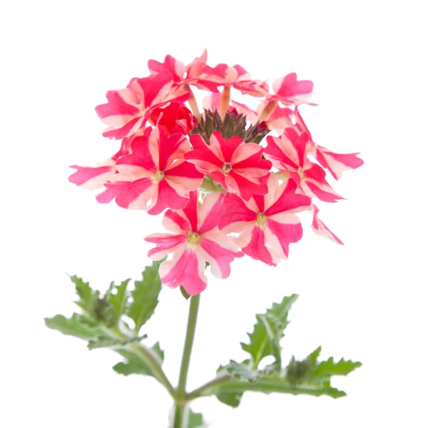 Pink verbena — Stock Photo, Image