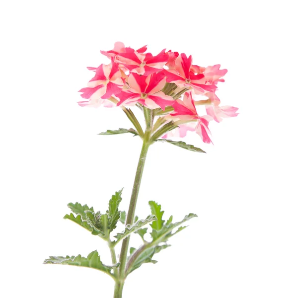 Pink verbena — Stock Photo, Image