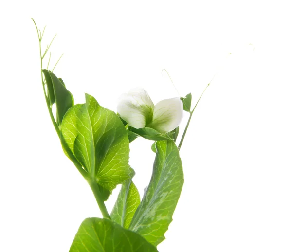 Garden pea flower — Zdjęcie stockowe