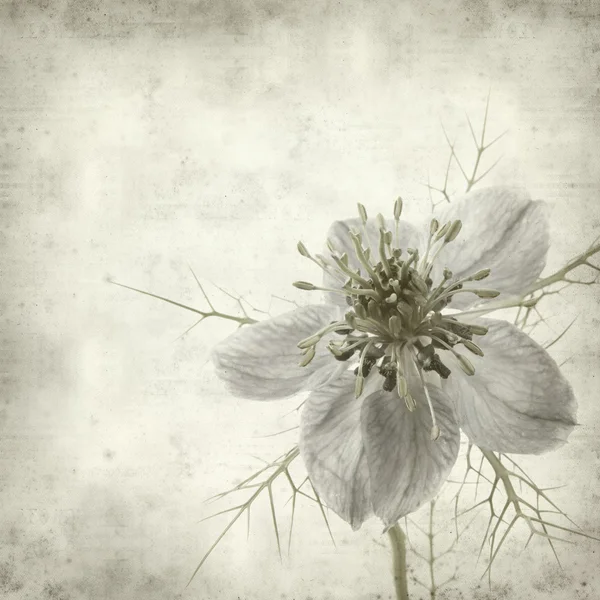 Textured old paper background with nigella — Stock Photo, Image